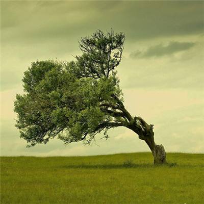 咪乐官网下载截图